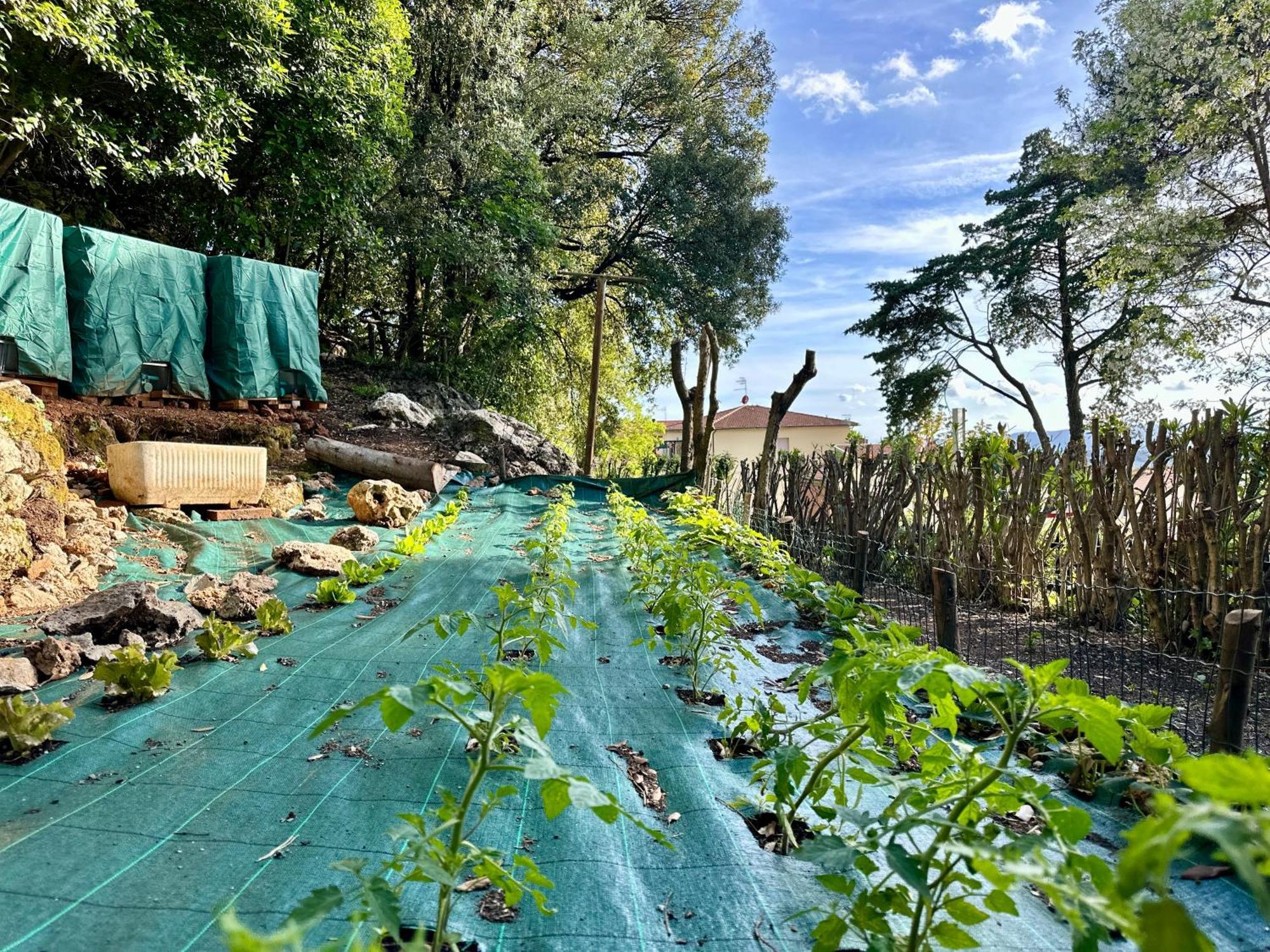 Villa Degli Ulivi Massa Marittima Eksteriør billede